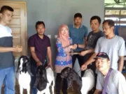 Dinas Ketahanan Pangan dan Pertanian Kota Tangerang Mendistribusikan Kambing PE ke Koperasi Bale Kambang