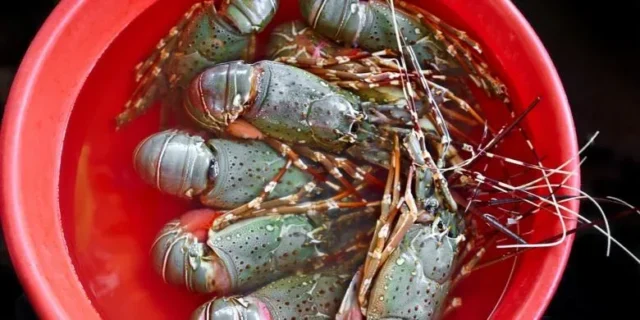 10.000 Anak Lobster Berhasil Diamankan Ditpolair Polda Banten