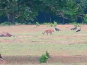 WWF Indonesia Ragukan Foto Harimau Jawa di Ujung Kulon