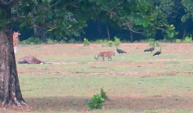 WWF Indonesia Ragukan Foto Harimau Jawa di Ujung Kulon