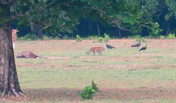 Aneh Dibilang Punah Harimau  Jawa Tertangkap Kamera di 