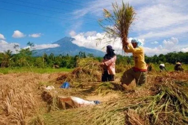 Distanbun Lebak Dorong OJK Bangkitkan Pendapatan Ekonomi Petani