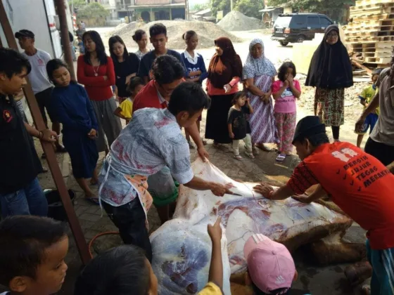 Posraya Indonesia Menyembelih dan Membagikan Hewan Kurban Presiden Jokowi