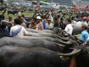 Ada Kontes Kerbau di Kabupaten Lebak