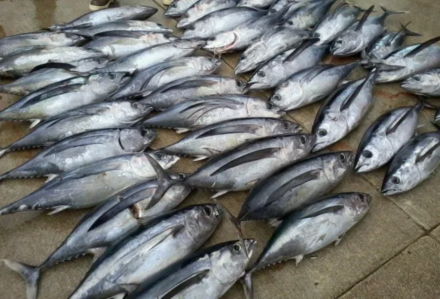 Panen Ikan Layur dan Tuna, Nelayan Lokal dan Nelayan Andong Bersitegang