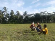 Lahan Sawah Jadi Area Bermain Layang-layang di Musim Panas