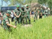 Dukung Swasembada Beras, Pemkab Lebak Libatkan TNI Cetak Sawah Baru