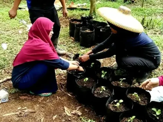 Manfaatkan Tanah Pekarangan, TP PKK Desa Warungbanten Gunakan Pupuk Alami