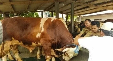 Jokowi Beli Sapi 1,2 Ton di Tangerang