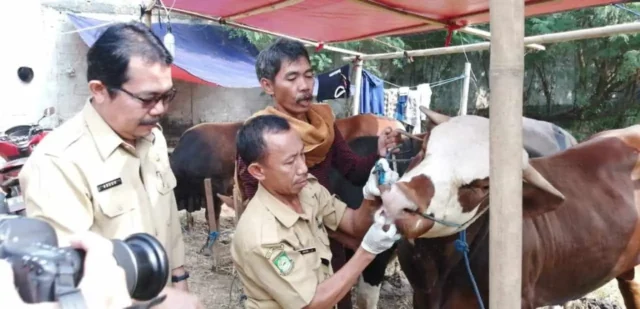 Idul Adha 1440 Hijriah, Jokowi Beli Sapi 1,2 Ton di Tangerang