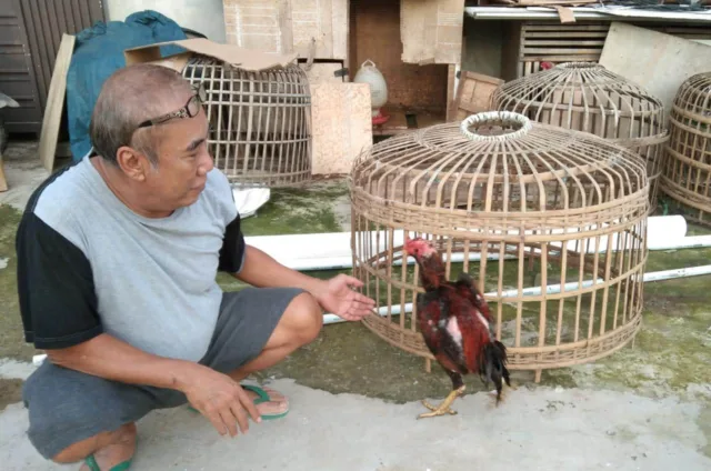 Ayam Seharga Puluhan Juta Digondol Maling di Tangerang