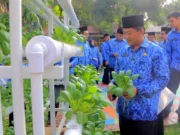 Panen Pak Choi di Puspem Kota Tangerang, Manfaatkan Area Terbuka