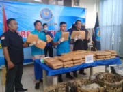 Ganja 50 Kilogram Sitaan BNN, Milik Warga Binaan Salah Satu Lapas di Banten