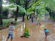 Dibohongi Pengembang, Jalan di Taman Royal Ditanami Pohon Pisang