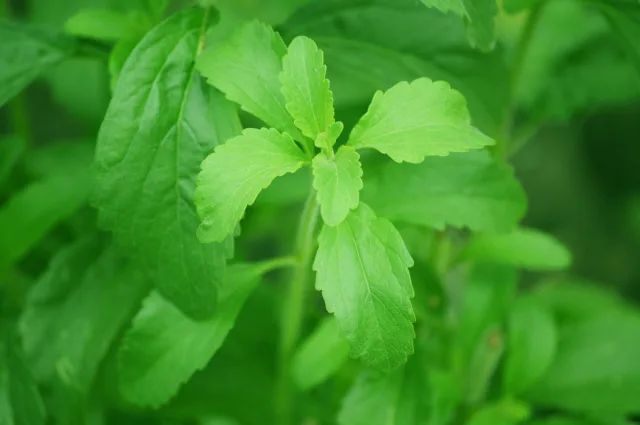 Keistimewaan dan Cara Budidaya Daun Stevia