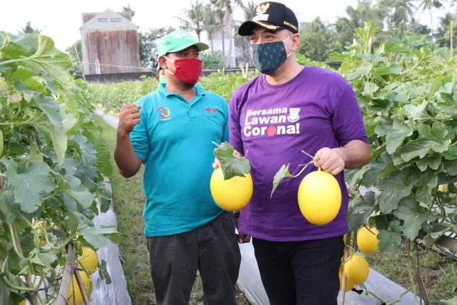 Bersama Pangdam, Bupati Zaki Panen Melon di Teluknaga