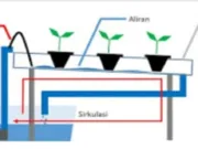 Langkah Langkah Menanam Hidroponik di Rumah