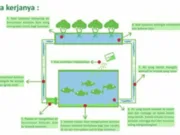 Cara Mudah Membuat Akuaponik di Dalam Ember