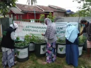 Ketahanan Pangan, Warga di Kampung Ciwaru Kini Panen Lele Di Tengah Covid-19