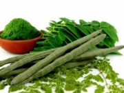 Nutrisi Dan Potensi Moringa Oleifera