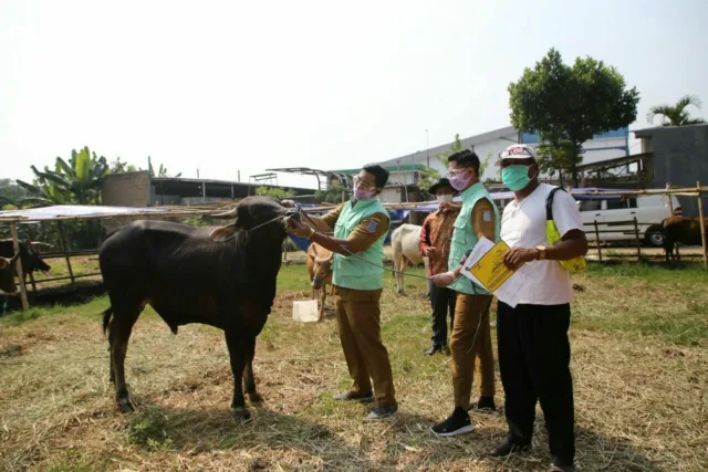 Jelang Idul Adha, Pemkot Tangsel Cek Kesehatan Hewan Kurban