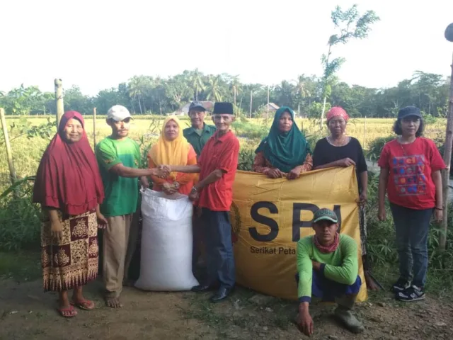 Benih Padi SPI-20 Dikembangkan Petani Cikeusik Pandeglang