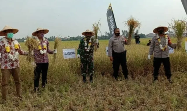 Ketahanan Pangan, Polres Metro Tangerang Kota Panen Padi di Sepatan