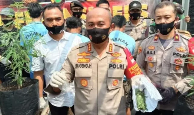 Di Kota Tangerang, Pemuda Kakak Beradik Tanam Pohon Ganja di Atas Rumahnya