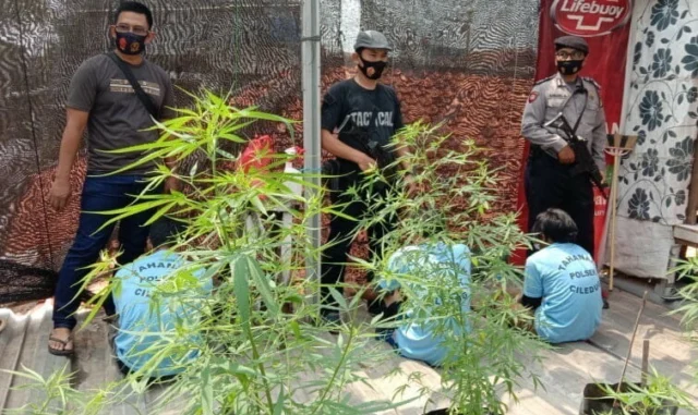 Modus Tanam Cabe Ternyata Ganja di Atas Rumah di Kota Tangerang, Kelabui Warga