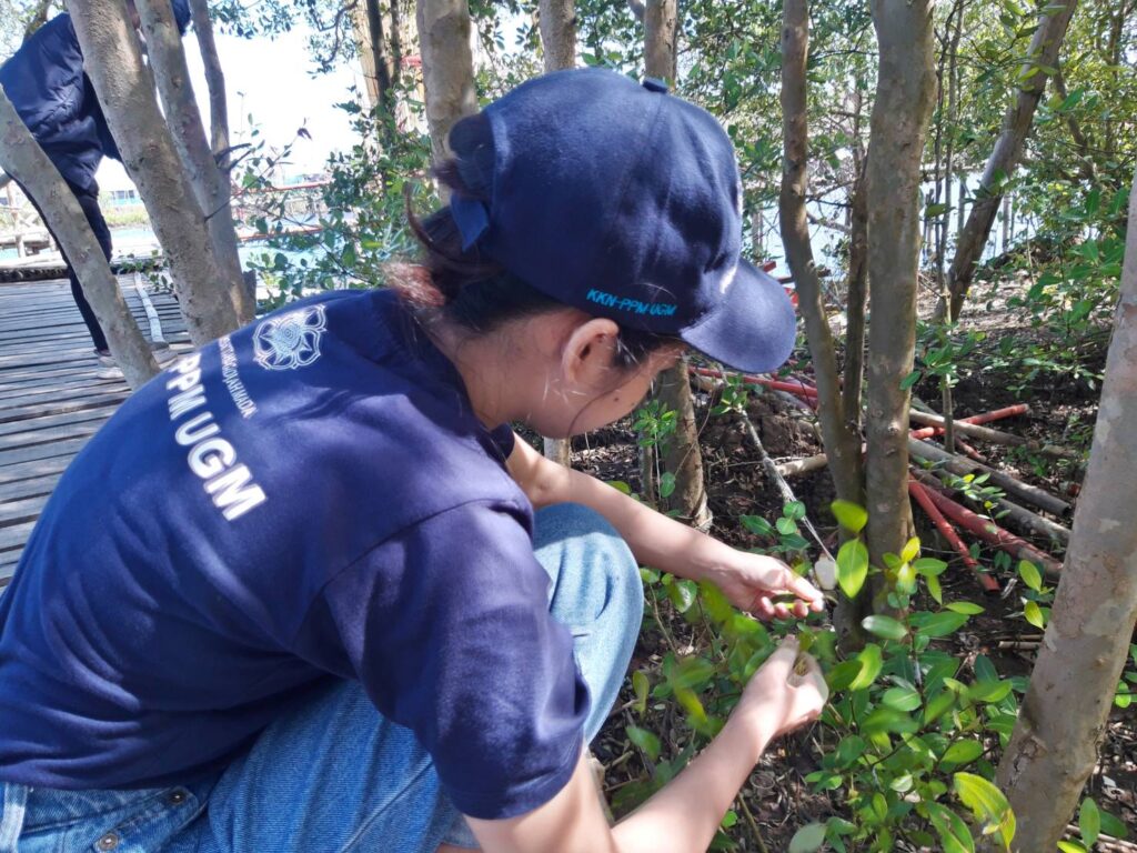 Mahasiswa Kkn Ppm Ugm Mengembangkan Gel Hand Sanitizer Berbahan Olahan Mangrove 8043