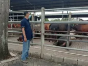 Dampak Mogok Pedagang Daging, RPH Karawaci Tetap Buka Namun Tidak Melakukan Pemotongan