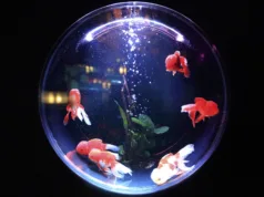 Peluang Usaha Aquarium Hias