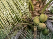 Cocos Nucifera, Pohon Seribu Manfaat