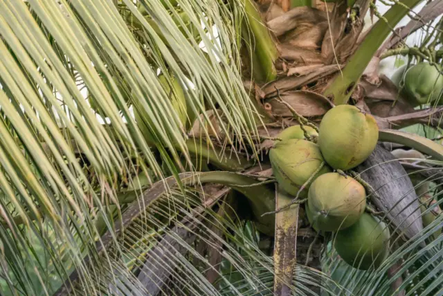 Cocos Nucifera, Pohon Seribu Manfaat