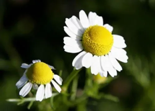 Bunga Chamomile