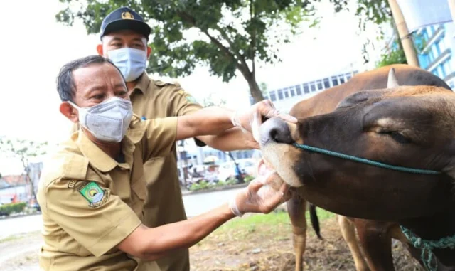 Jelang Idul Adha, DKP Kota Tangerang Periksa Kesehatan Hewan Kurban