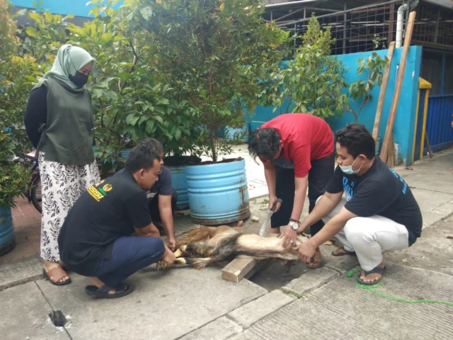 Hari Raya Idul Adha 1442 H, SMSI Kabupaten Tangerang Salurkan 2 Ekor Kambing Qurban 