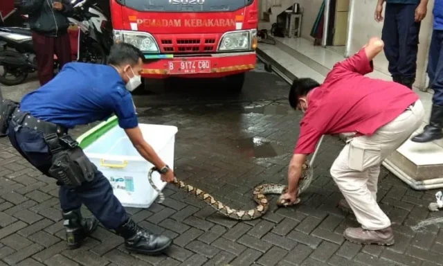 BPBD Kota Tangerang Ingatkan Warga Waspada Ular di Musim Hujan