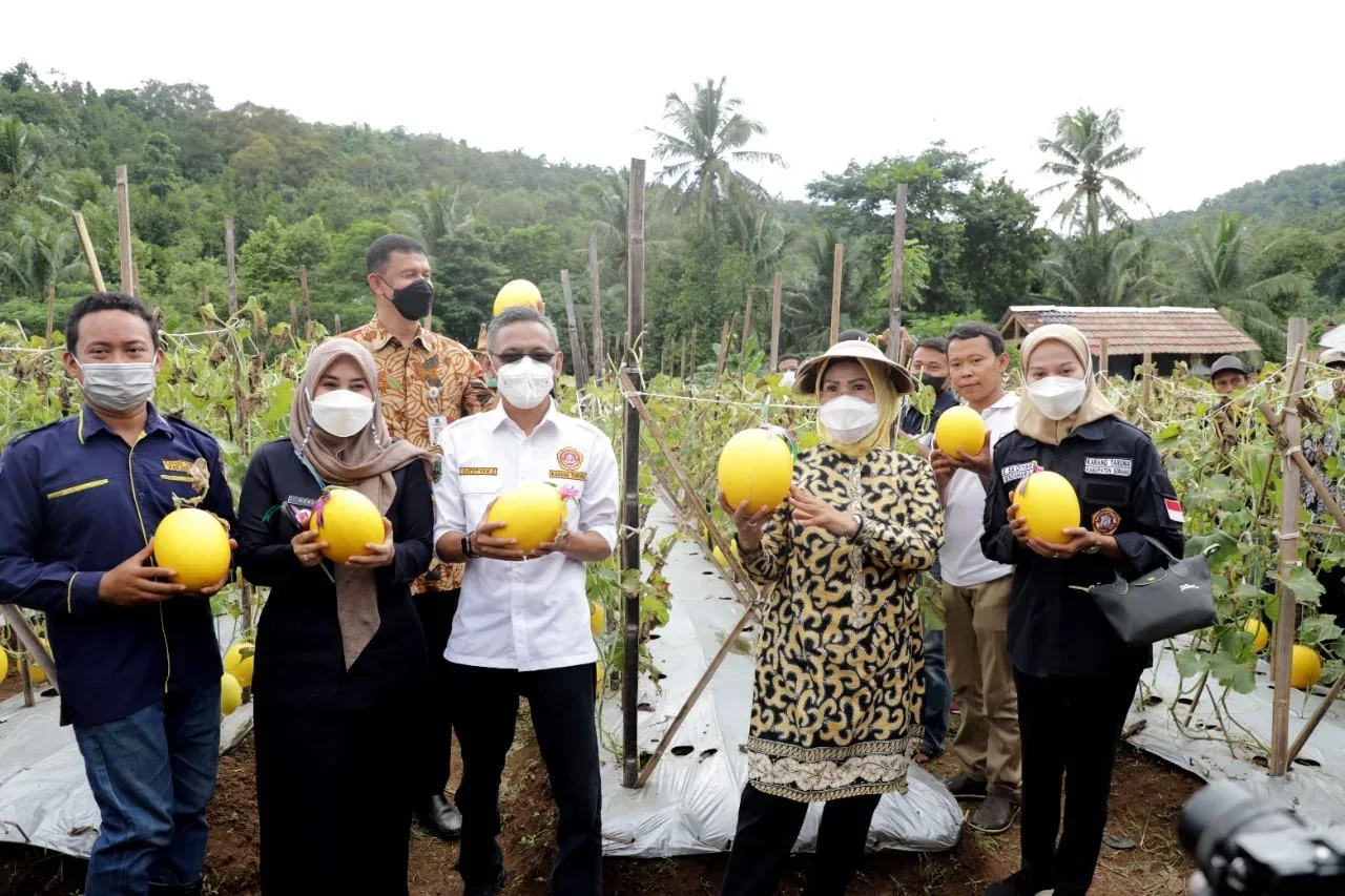 Bupati Serang Ratu Tatu Chasanah ikut melakukan panen buah melon golden alisha di Kampung Gurait, Desa Melati, Kecamatan Waringin.