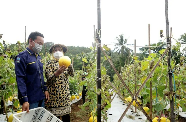 Bupati Serang Ratu Tatu Chasanah ikut melakukan panen buah melon golden alisha di Kampung Gurait, Desa Melati, Kecamatan Waringin.