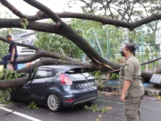 Hujan Lebat dan Angin Kencang Melanda Kota Tangerang, Sejumlah Pohon Tumbang