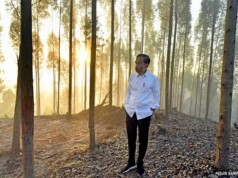 Jokowi Pastikan IKN Nusantara Sebagai Kota Hutan dan Hijau