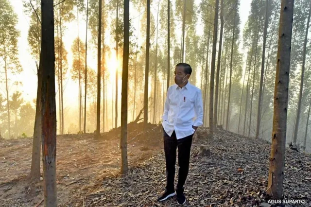 Jokowi Pastikan IKN Nusantara Sebagai Kota Hutan dan Hijau