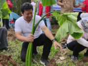 Irvansyah Ketua DPC PDI Perjuangan Kabupaten Tangerang saat menanam pohon talas beneng.