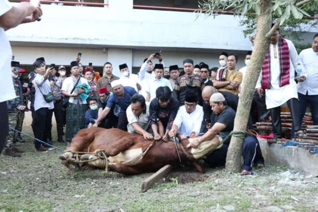 Rayakan Iduladha Benyamin Serahkan Hewan Kurban, Pilar Turun Langsung Ikut Sembelih