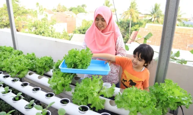 Bertani di Tengah Perkotaan Tak Perlu Biaya Banyak, Simak Disini?