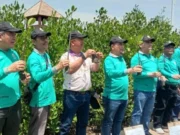 Ikatan Alumni Universitas, Berkunjung ke Kawasan Urban Aquaculture Mangrove di Ketapang