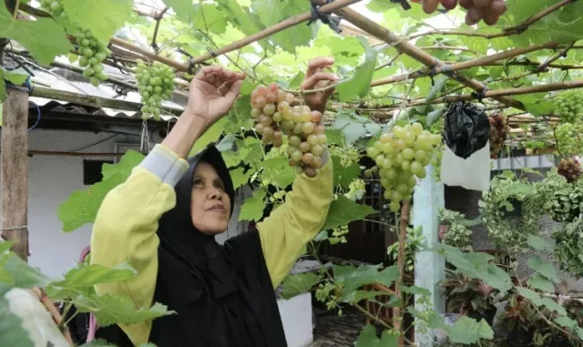 Emak Muda Ini Sukses Berbudidaya Anggur di Teras Rumah Hingga Transfer Ilmu ke Tetangga