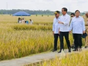 Presiden Jokowi : Minta Badan Pangan Nasional Hitung Harga Gabah Kering Petani