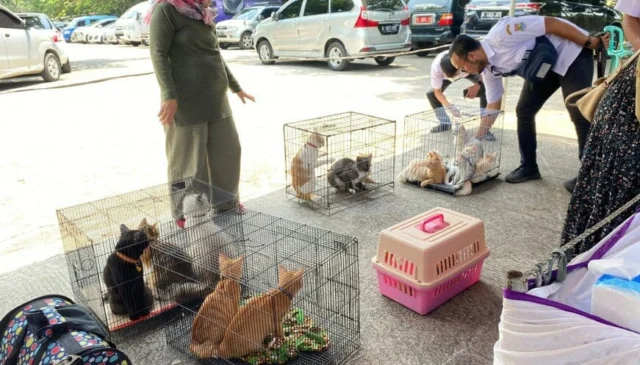 Dinas Pertanian dan Ketahanan Pangan Populasi dan Sterilisasi Kucing Liar